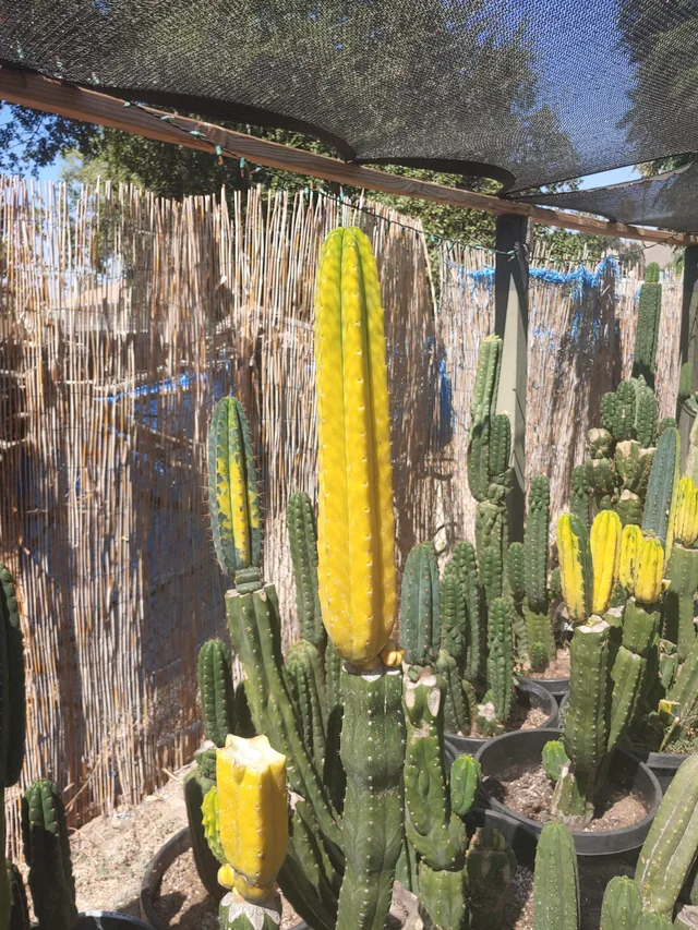 Banana Cactus
